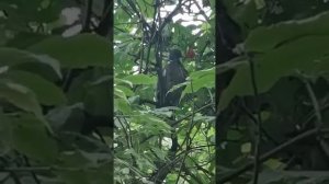 К нам прилетел краснокнижный голубь!