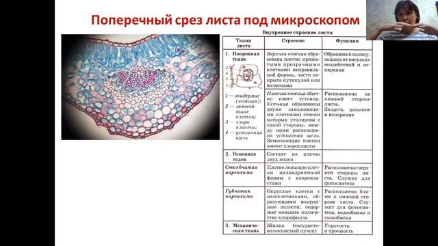 Растения. Вегетативные органы (строение и видоизменения). ЕГЭ. Повторяем. Баштанник Н.Е. смотреть онлайн