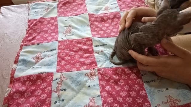 Котенок Сфинкс Флок. # 143. смотреть онлайн