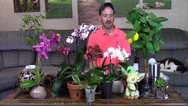 My Phalaenopsis Orchid Collection (And Caring For Them)