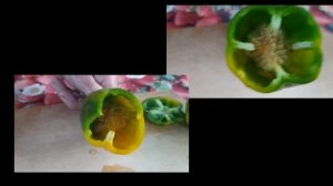 ПЕРЕЦ мальчик и девочка - какой брать на семена?