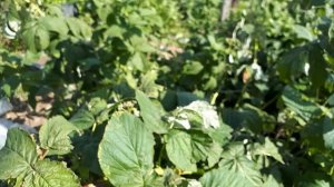 Плодоношение ремонтантной малины Пакуса.