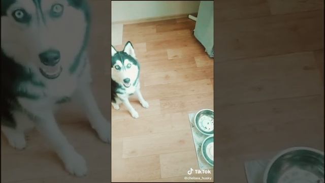 ПРИКОЛ С КОРМОМ ХАСКИ #хаски #корм #прикол смотреть онлайн