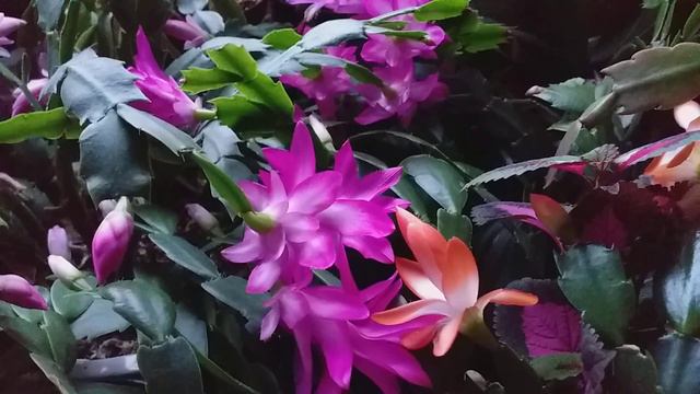 Schlumbergera Cacti смотреть онлайн