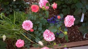 Роза Шакенборг - невероятная цветунья (первогодка)???