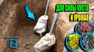 ПРАВИЛЬНАЯ ПОСАДКА ВИНОГРАДА. СИСТЕМА ПОЛИВА И ПОДКОРМКИ ВИНОГРАДА. СЕВЕРНЫЙ ВИНОГРАДНИК 24-08