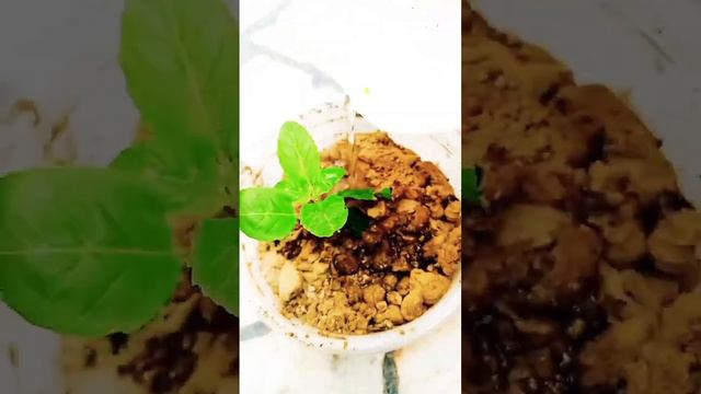 Tulsi poudha ke lagale ka bidhi🪴#tulsi poudha#shortsviral смотреть онлайн