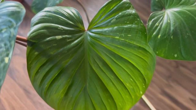 Variegated Homalomena Division + 2 week update смотреть онлайн