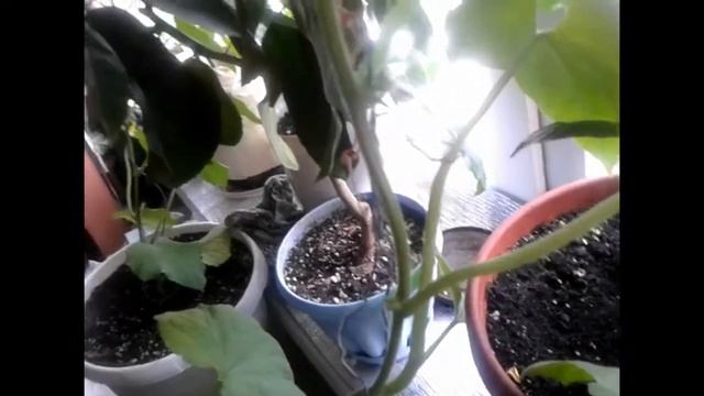 Огурец на окне, от семечка до плода, сорт Балконный смотреть онлайн