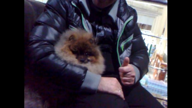 Померанский шпиц. смотреть онлайн