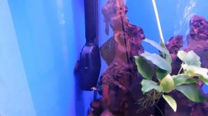 Аквариум 700 литров.Запуск. Фитофильтр. Протока. Дискусы.