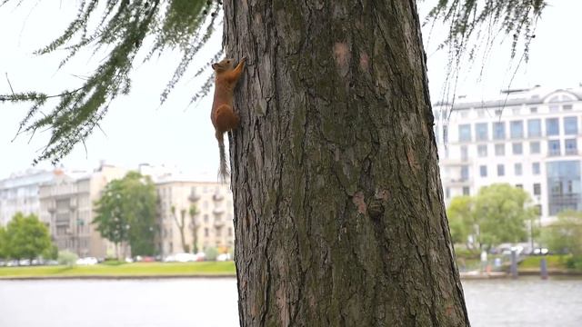 Свадебный клип Ромы и Насти смотреть онлайн