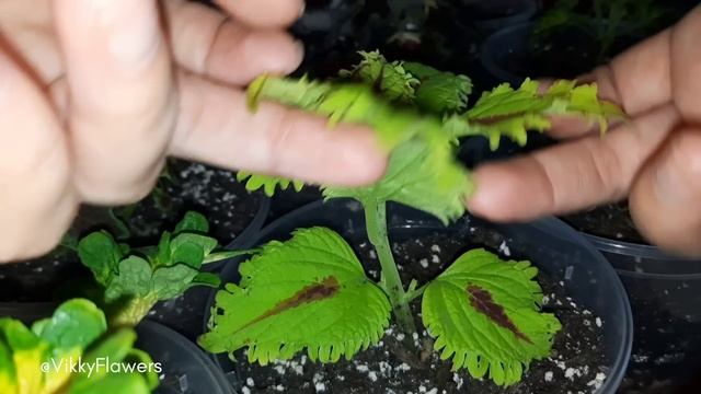 Как формировать Колеусы? Правила обрезки  #колеус #колеусы #coleus #coleusplant #комнатныецветы