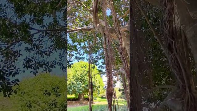 баньян удивительная живучесть смотреть онлайн