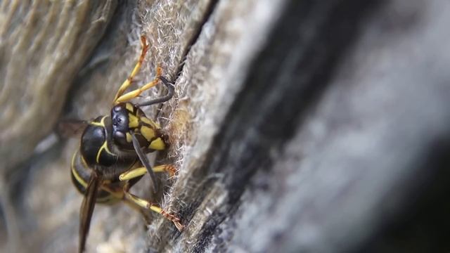 Насекомое Оса как корова траву Insect Wasp gnaws a tree, as a cow eats grass смотреть онлайн