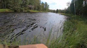 Речной хариус в Карелии