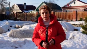 Когда снимать укрытие с роз