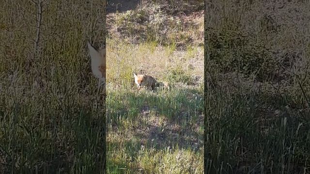 Крымская лисичка смотреть онлайн