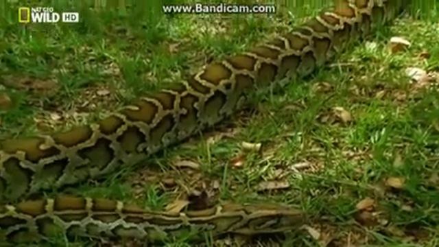 самая большая змея на планете(питон) смотреть онлайн
