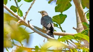 Успокаивающий звук, пение кукушки в лесу\ Soothing sound, cuckoo singing in the forest