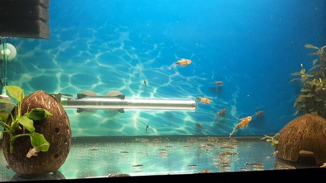 Малявочник для сома Анциструса смотреть онлайн