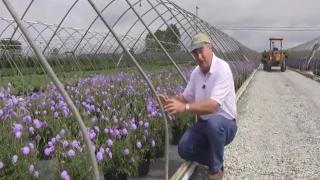 Best Perennials - Scabiosa Butterfly Blue (Pincushion Flower) смотреть онлайн