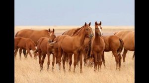 Золото донских степей. Донская порода