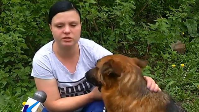 24 05 2017 В субботу в Киселевске состоится выставка немецких овчарок смотреть онлайн