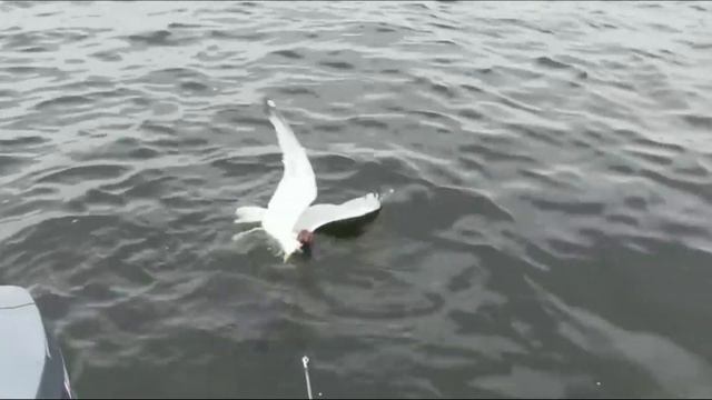 Чайка против горностая | СХВАТКА | ВЕРСУС смотреть онлайн