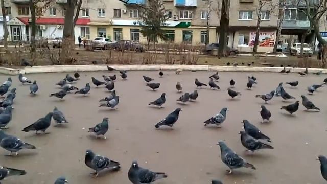Голуби на площади смотреть онлайн