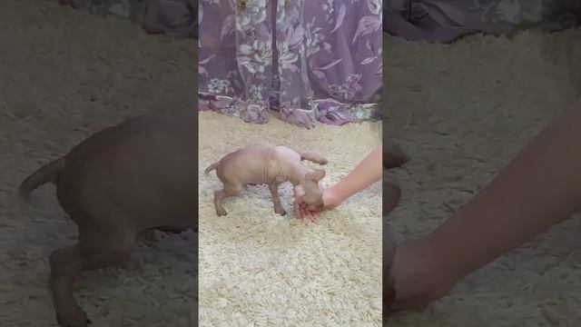 ?Пинки? Ксолоитцкуинтли мини забавный няшка? смотреть онлайн