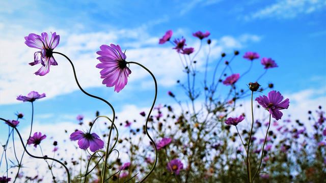 LA PALOMA BLANCA in F Arranged by Edward Kilenyi Piano Accompaniment смотреть онлайн