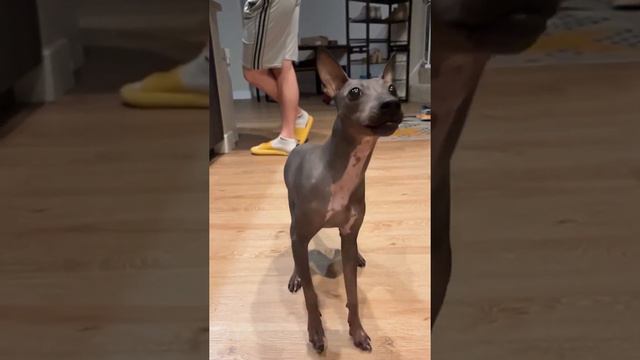 American Hairless Terrier catches treat mid-air after balancing on snout смотреть онлайн