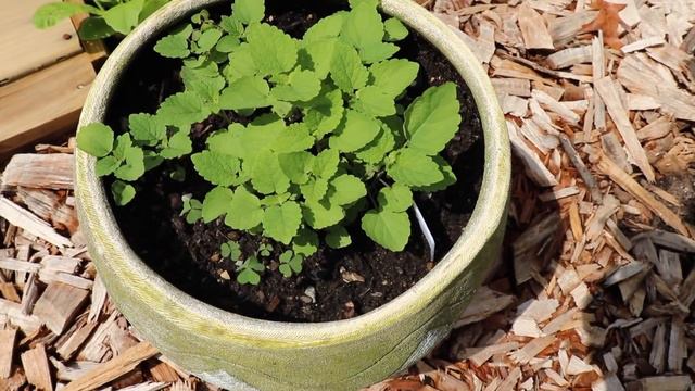 The Garden Experiment || 07/18/2021 || Update смотреть онлайн