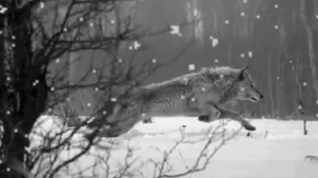 "Этой ночью..."Стихи.Автор Сказочник. смотреть онлайн