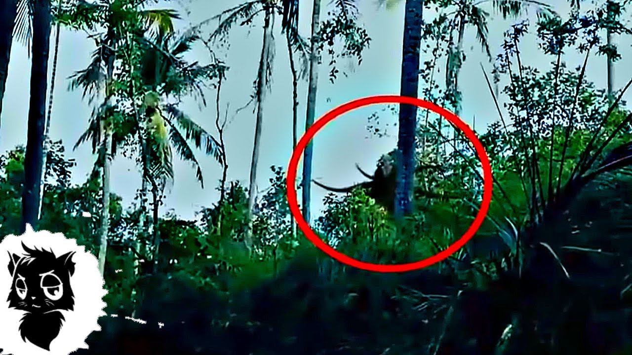 5 СЛЕНДЕРМЕНОВ СНЯТЫХ НА КАМЕРУ [Черный кот] смотреть онлайн