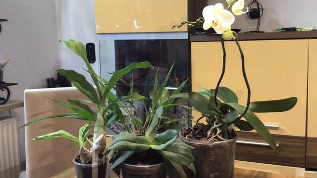 Wann? Wie? Wo? kommt man an seltene Orchideen? смотреть онлайн