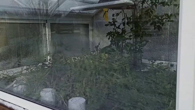 первые помидоры в высокой грядке- теплице. январь 2021 смотреть онлайн