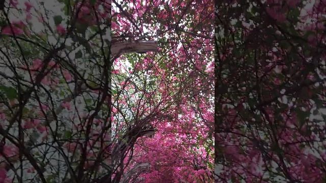 Bougainvillea spectabilis, also known as great bougainvillea смотреть онлайн
