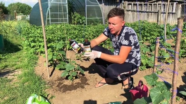 Подкормки для огурцов.Чем подкормить огурцы. Стимулируем рост огурцов. смотреть онлайн