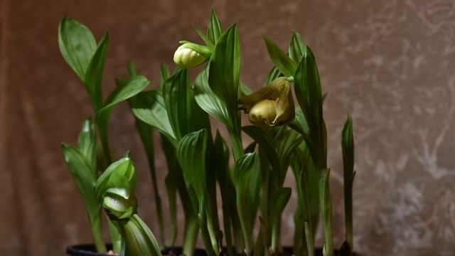 Садовая орхидея венерин башмачок расцветает! Таймлапс Garden orchid Cypripedium blooming - timelaps смотреть онлайн
