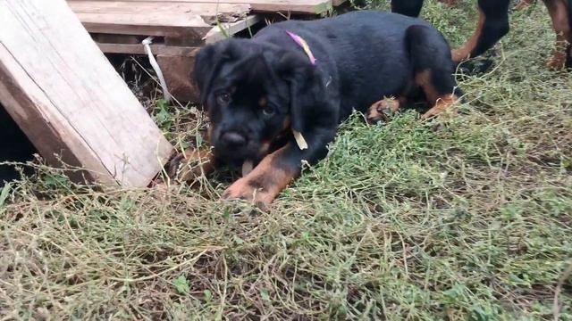 #ротвейлер #щенки #банда #породныещенки #собака #rottweiler #puppy #puppies #rotwellier #sale смотреть онлайн