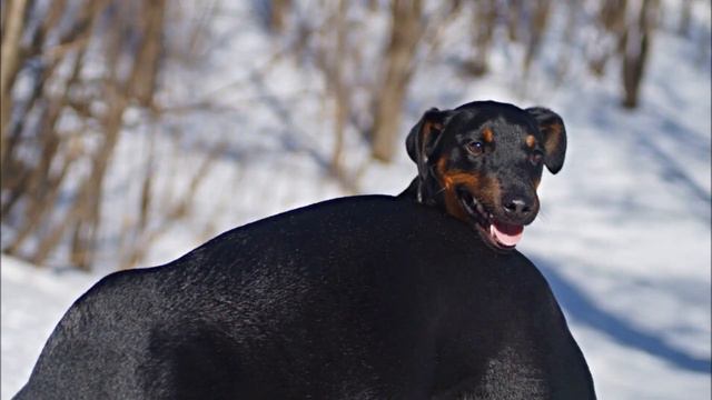 Ягдтерьеры УХ.... смотреть онлайн