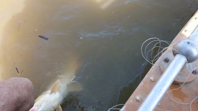 Астраханская рыбалка сентябрь 2018 смотреть онлайн