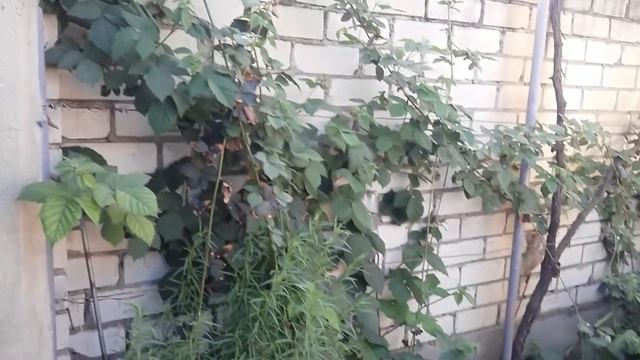 Дача, сад, огород, цветы,приусадебное хозяйство. смотреть онлайн