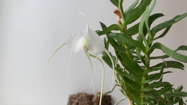 Angraecum germinyanum и Aerangis rhodosticta смотреть онлайн