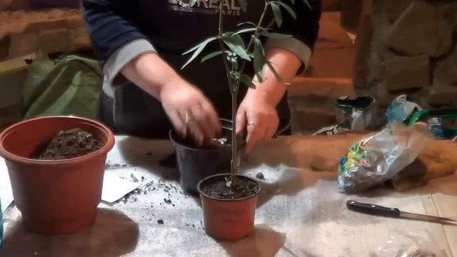 Олеандр. ПОЧЕМУ НЕ ЦВЕТЕТ Олеандр? ОСОБЕННОСТИ СОДЕРЖАНИЯ ОЛЕАНДРА смотреть онлайн