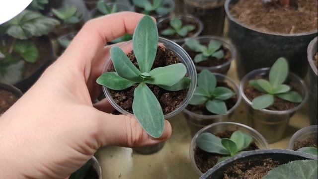 ЦВЕТЕТ ЭУСТОМА. Пересадка в кашпо. смотреть онлайн