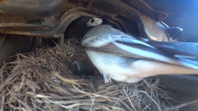 В тракторе мтз 82.1 поселились птенцы Трясогузки смотреть онлайн