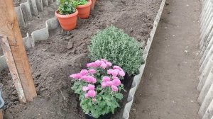 Как сохранить хризантему мультифлору зимой.5 способов хранения, выбирай любой!